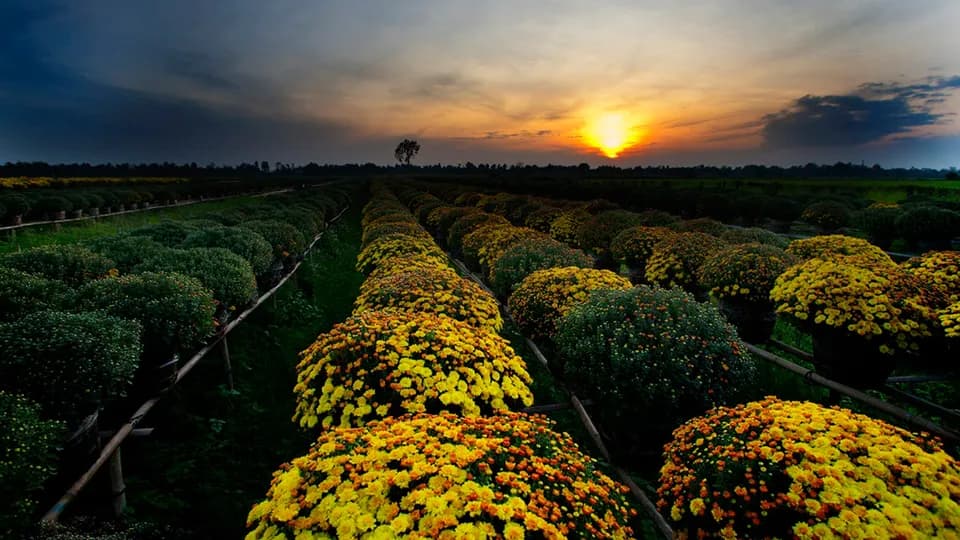 Về Sa Đéc ngắm hoa dịp Tết