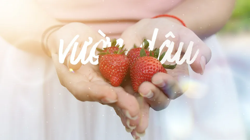 Một ngày ở vườn dâu Mộc Châu