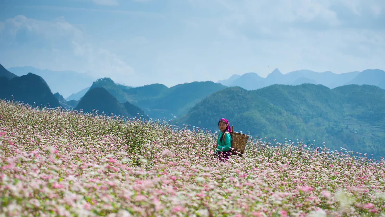 Khám phá những mùa hoa Tam Giác Mạch