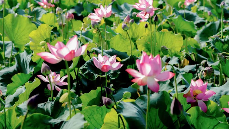Đến Trà Lý ngắm mùa sen rực rỡ 