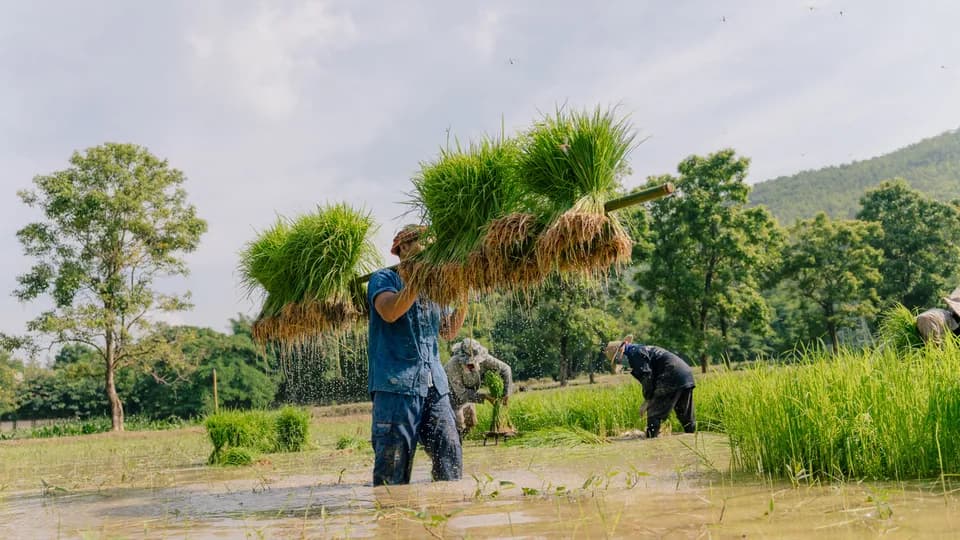 Du lịch nông nghiệp Thái Lan: Khám phá thiên nhiên kết hợp văn hóa độc đáo 